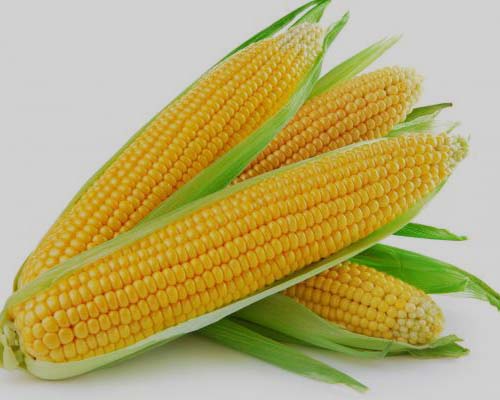 corn-export